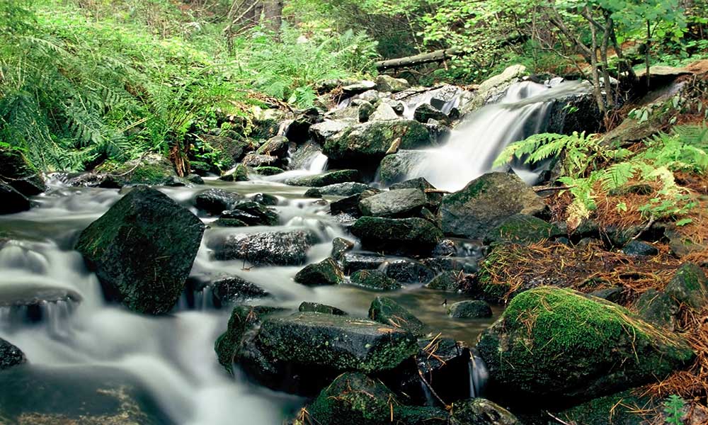 Tranh thác nước chảy qua đống đá đổ nát trong một khu rừng rậm rạp