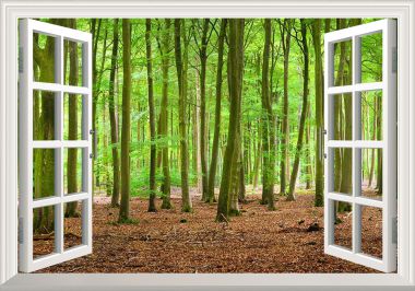 Tranh dán tường cửa sổ 3D khu rừng nguyên sinh
