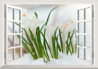 Tranh 3D cửa sổ hoa lan trắng
