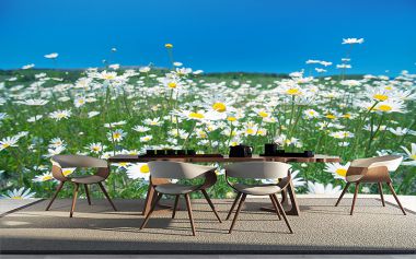 Tranh dán tường 3D cánh đồng hoa cúc trắng