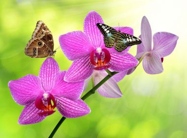 Tranh Spa Lan Hồ Điệp hồng và bướm
