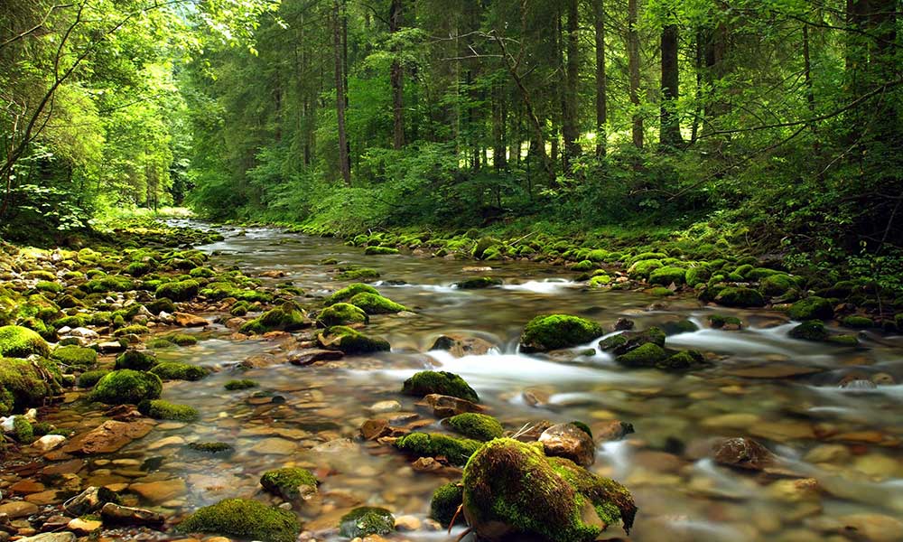 Tranh 3D cảnh suối rừng thiên nhiên