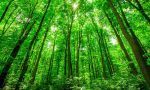 Tranh dán tường 3D rừng cây xanh
